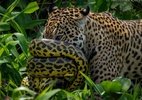 enrolada-no-focinho:-foto-flagra-sucuri-revidar-ataque-de-onca-no-pantanal