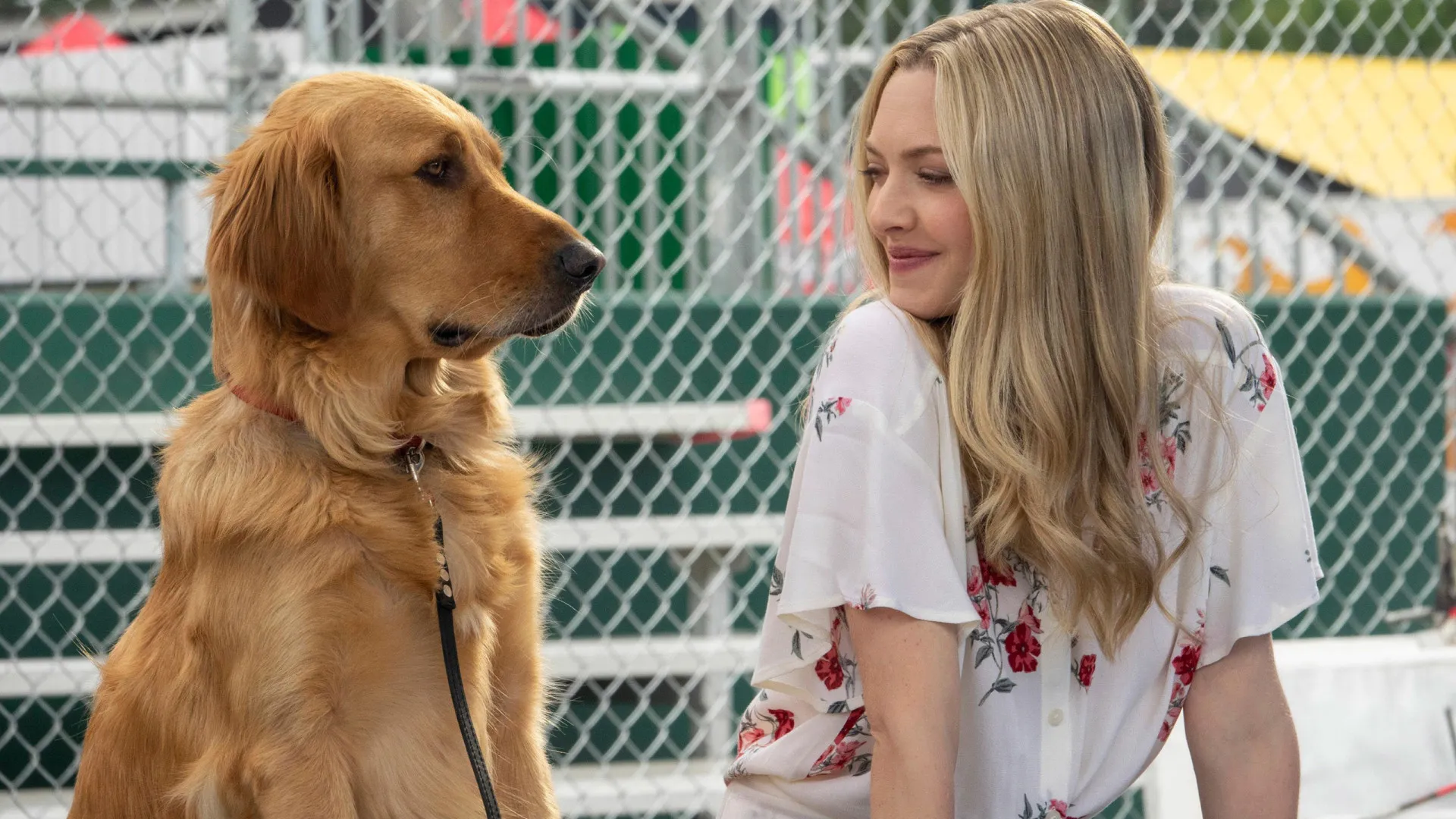 filmes-incriveis-para-assistir-com-seu-cachorro