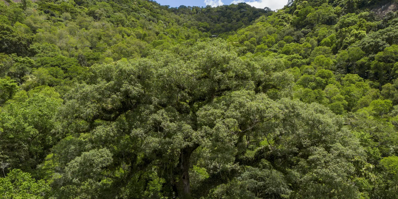 mata-atlantica-perde-2,4-milhoes-de-hectares-em-40-anos