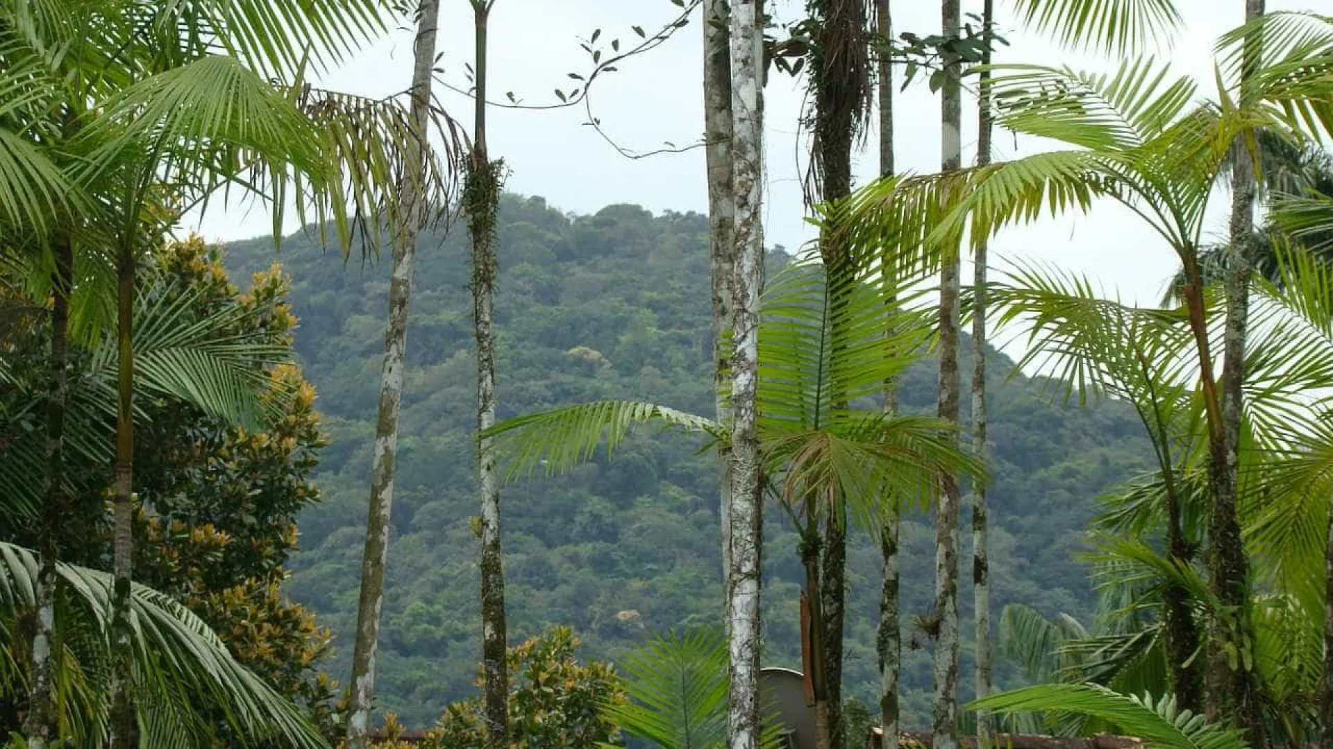 mata-atlantica-perde-2,4-milhoes-de-hectares-em-40-anos