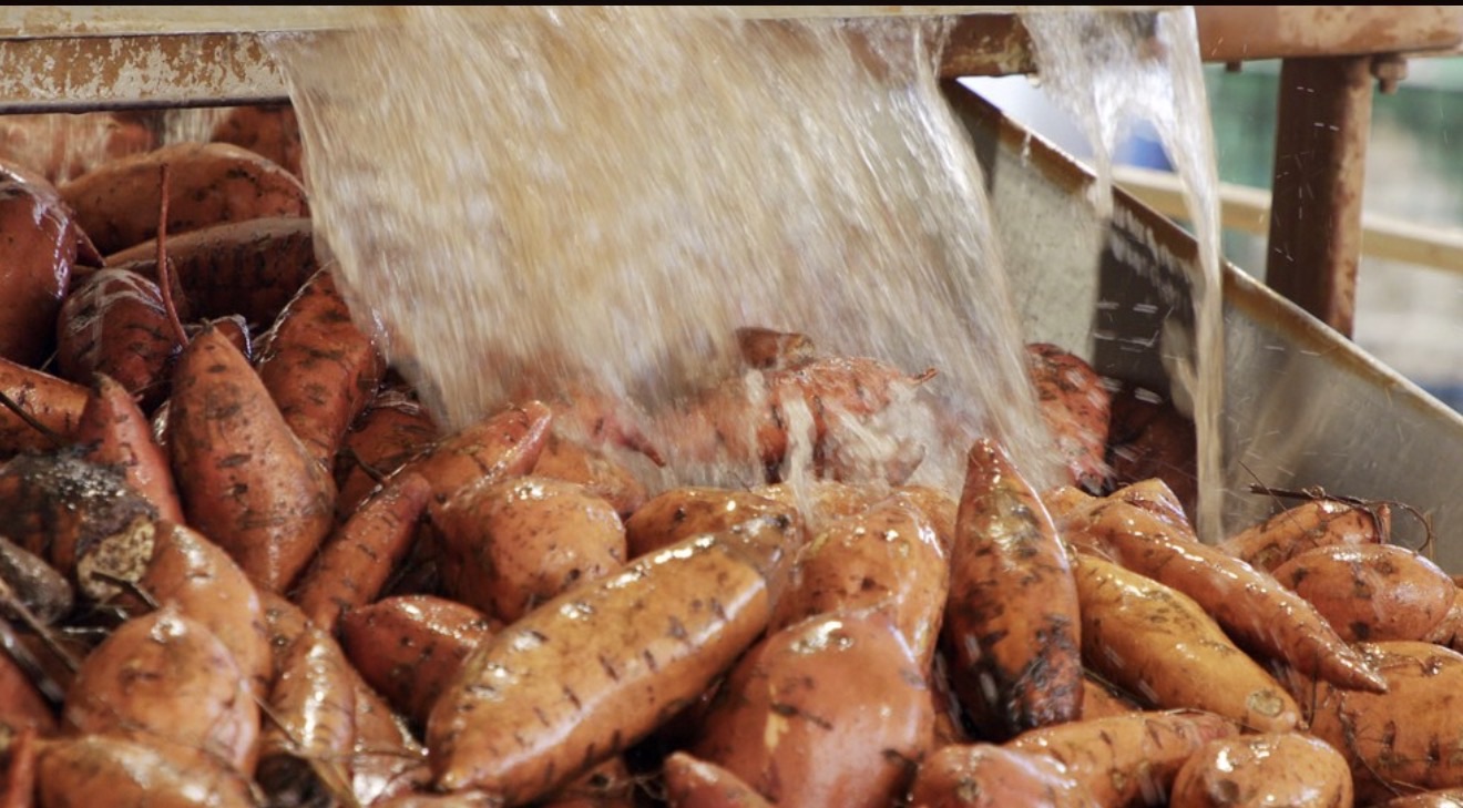 seca-aumenta-o-preco-da-batata-doce-em-sp