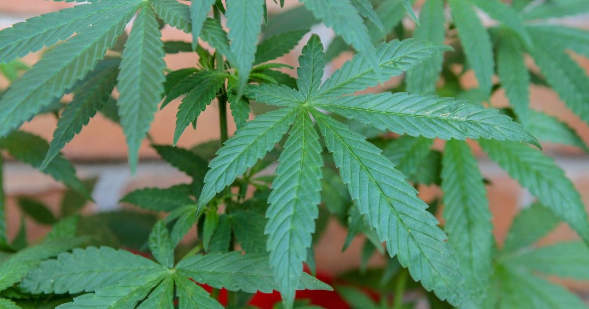 anvisa-aprova-pedido-e-autoriza-embrapa-a-pesquisar-cultivo-de-cannabis