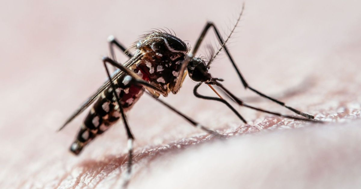 anvisa-aprova-primeira-vacina-em-dose-unica-do-mundo-contra-a-dengue