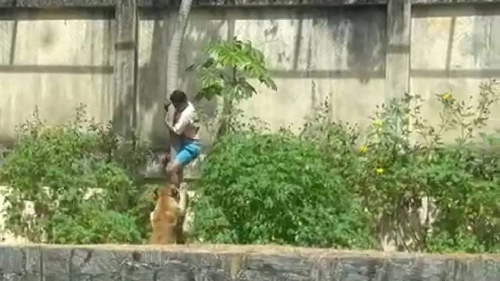homem-morre-apos-invadir-espaco-de-leoa-e-ser-atacado-por-animal-em-parque-de-joao-pessoa
