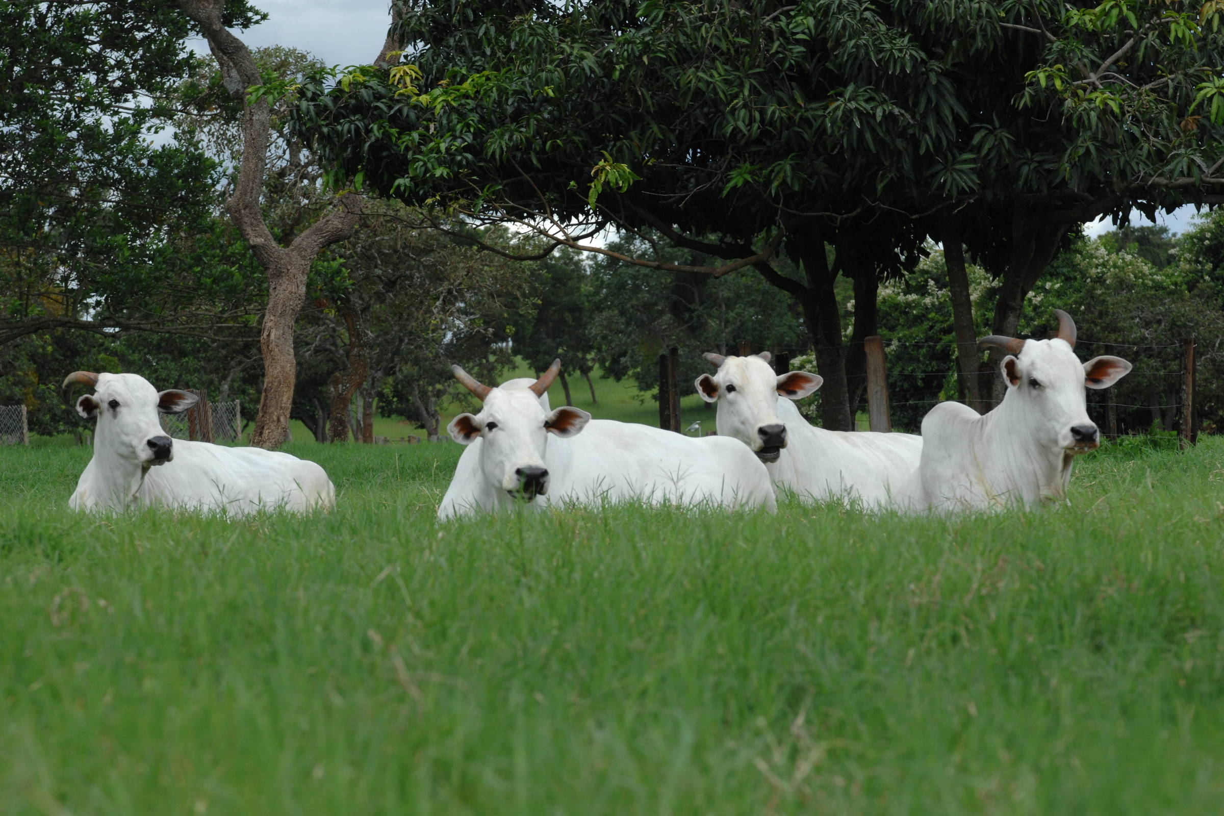brasil-desbanca-eua-e-e-lider-mundial-na-producao-de-carne-bovina