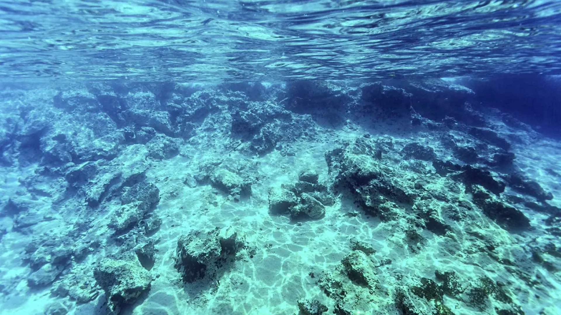 el-nino-afeta-ecossistema-marinho-no-oceano-atlantico,-diz-estudo