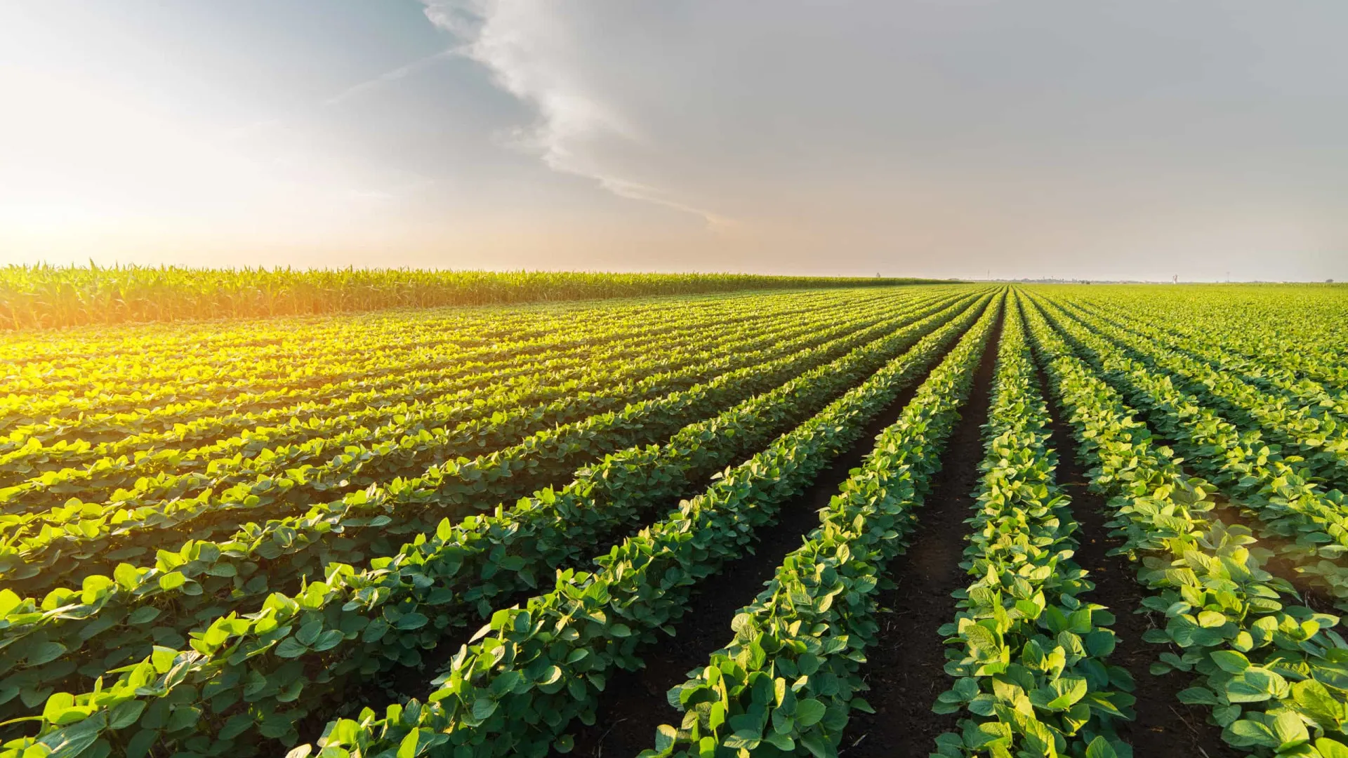 ibge-preve-safra-recorde-de-346-milhoes-de-toneladas-em-2025
