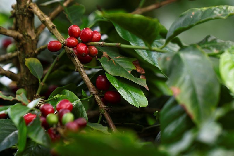 cafe-arabica,-cacau-e-algodao-caem-na-abertura-da-bolsa-de-nova-york