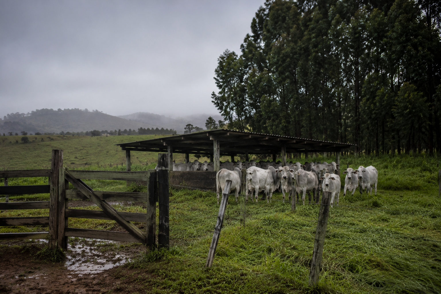 frio-extremo-mata-mais-de-80-bovinos-em-mato-grosso-do-sul
