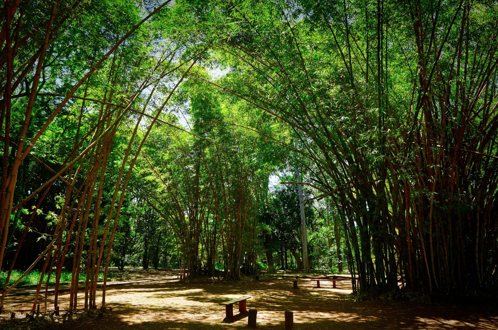 alta-mogiana-e-alto-cafezal-ganham-destaque-no-guia-de-roteiros-de-observacao-de-vida-silvestre-de-sao-paulo