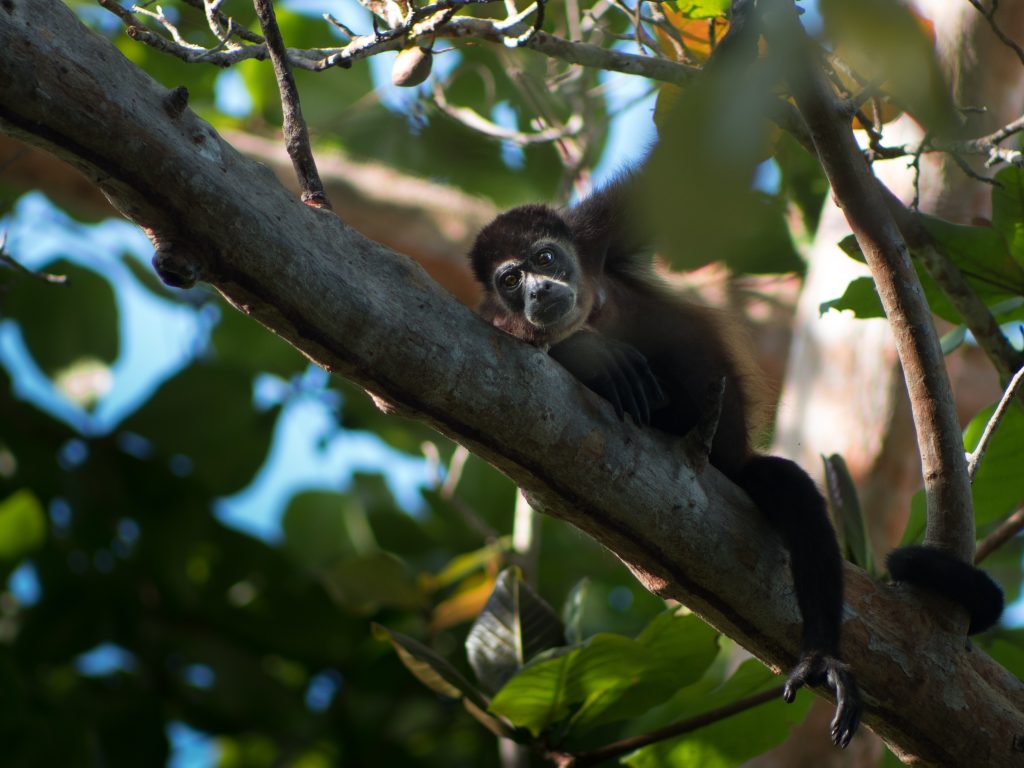 unesp-amplia-atendimento-a-fauna-silvestre-paulista-com-novas-estruturas-nos-campi-de-botucatu-e-aracatuba