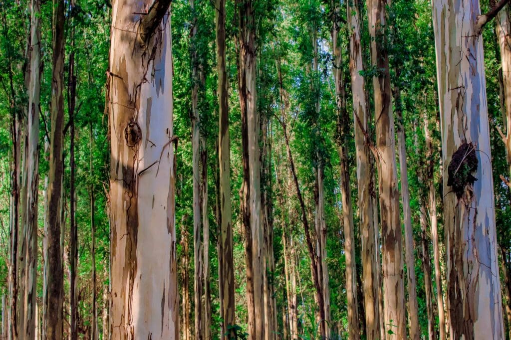 crescimento-da-producao-leva-eucalipto-ao-grupo-dos-produtos-mais-valiosos-do-campo-paulista 