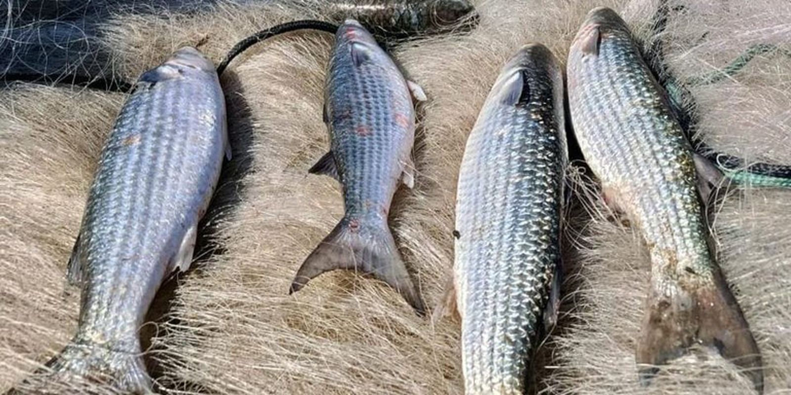 pesca-de-tainha-na-modalidade-arrasto-de-praia-esta-suspensa