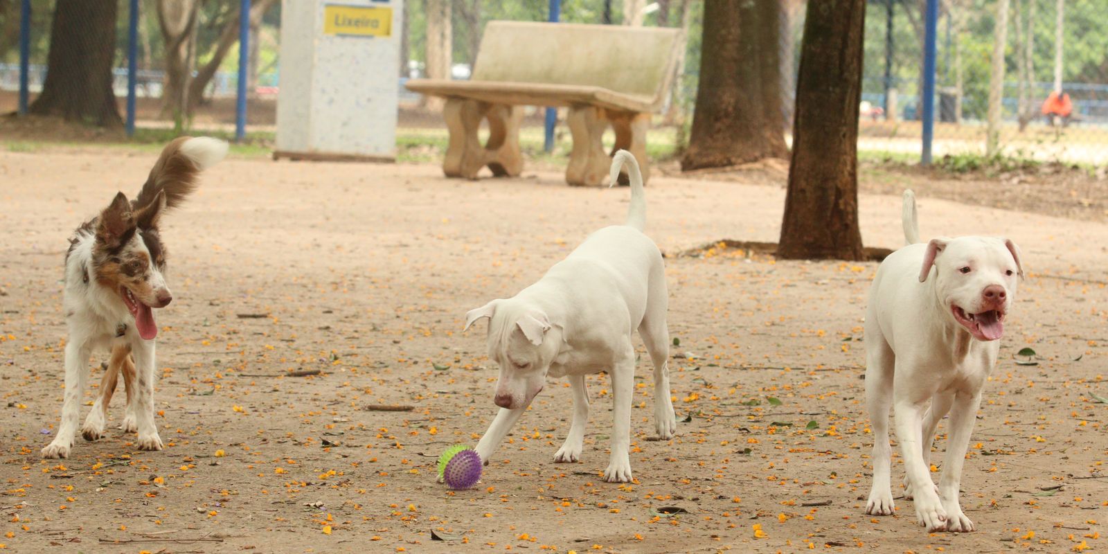 lei-torna-crime-exercicio-ilegal-da-medicina-veterinaria 
