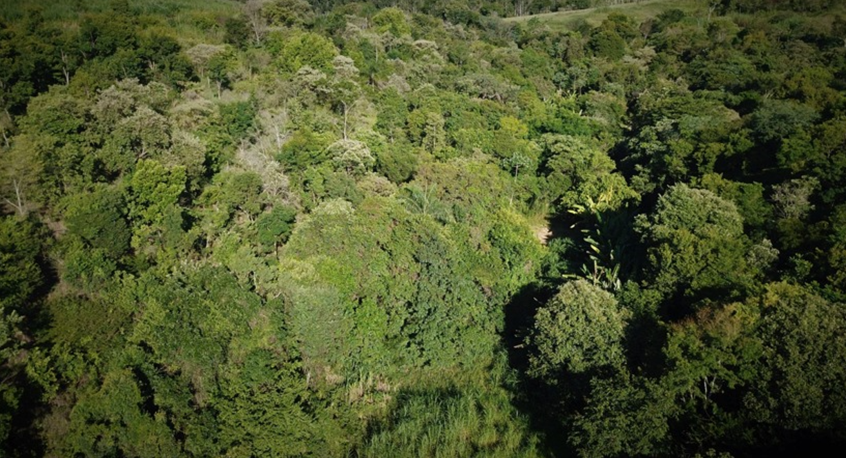 plataforma-do-governo-de-sp-mapeia-mais-de-30,8-mil-espacos-com-potencial-para-atividades-de-educacao-ambiental