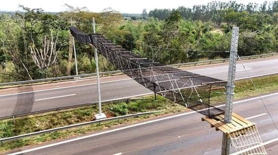 rodovia-de-ribeirao-preto-ganha-passagem-aerea-para-travessia-segura-de-animais-silvestres