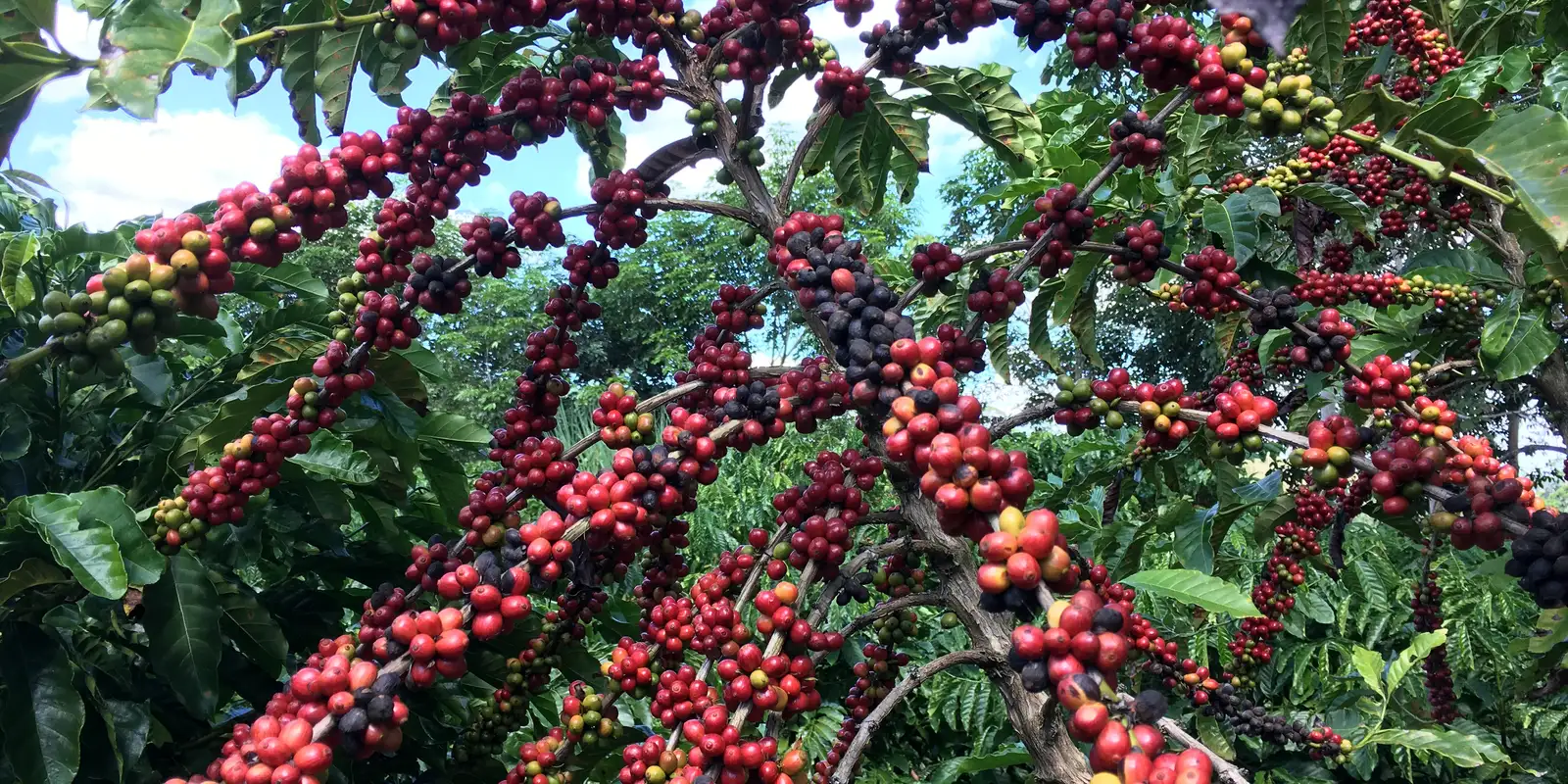 exigencias-regulatorias-da-ue-podem-embarreirar-pequenos-cafeicultores