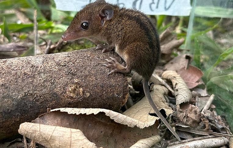 estudo-da-unesp-aponta-que-paisagens-agricolas-mais-estaveis-favorecem-a-presenca-e-diversidade-de-pequenos-mamiferos