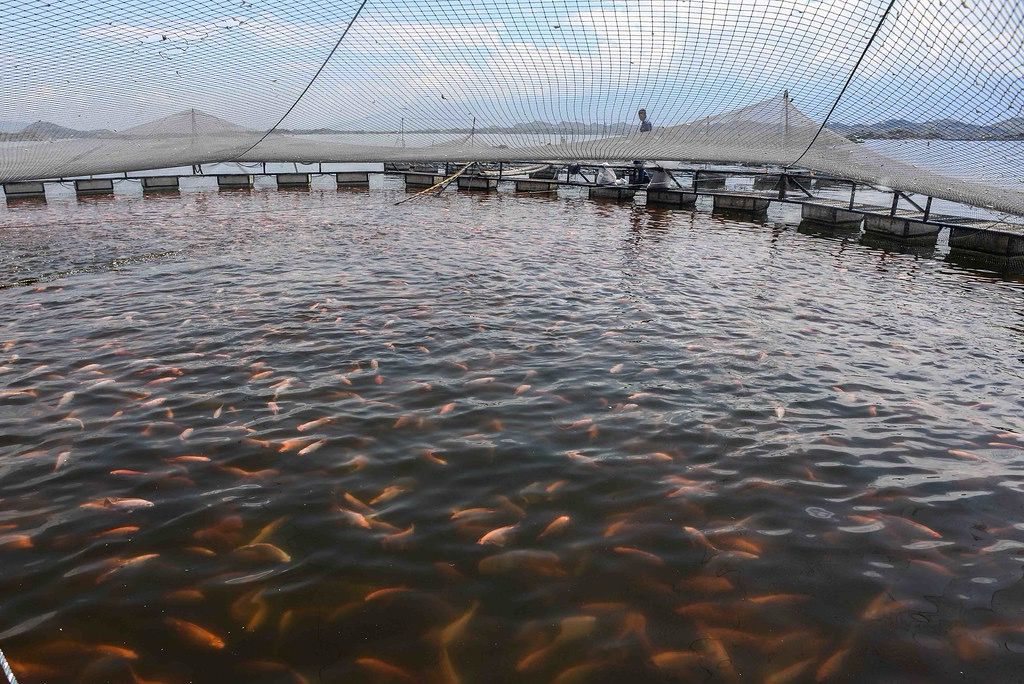 instituto-de-pesca-de-sp-aposta-no-futuro-sustentavel-da-tilapicultura-brasileira-com-menos-antibioticos-e-mais-prevencao