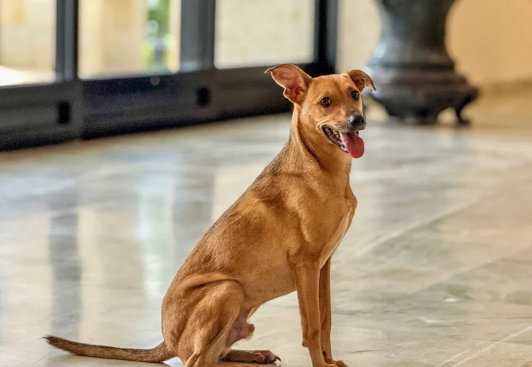 como-denunciar-maus-tratos-a-animais-a-policia-sem-sair-de-casa?