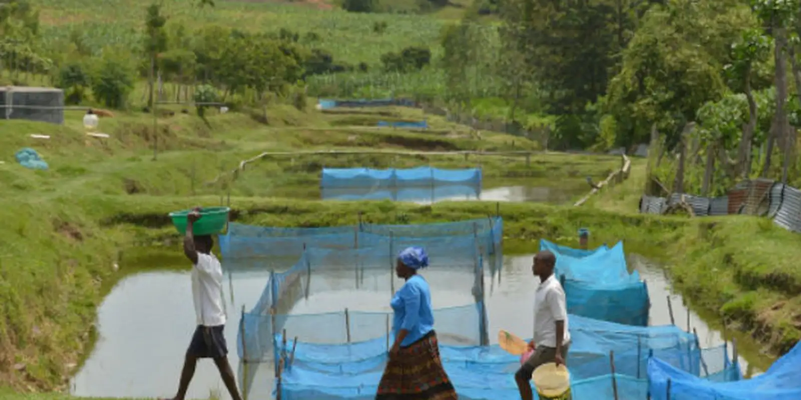 estudo-alerta-para-avanco-de-bacteria-em-criacoes-de-peixes