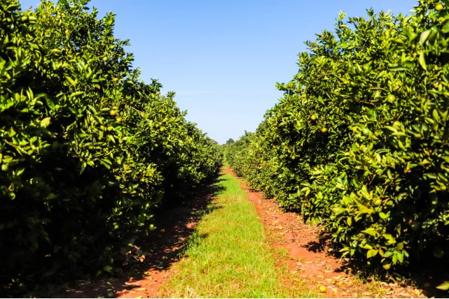 combate-ao-greening:-veja-normas-para-enfrentamento-a-doenca-que-ameaca-a-citricultura