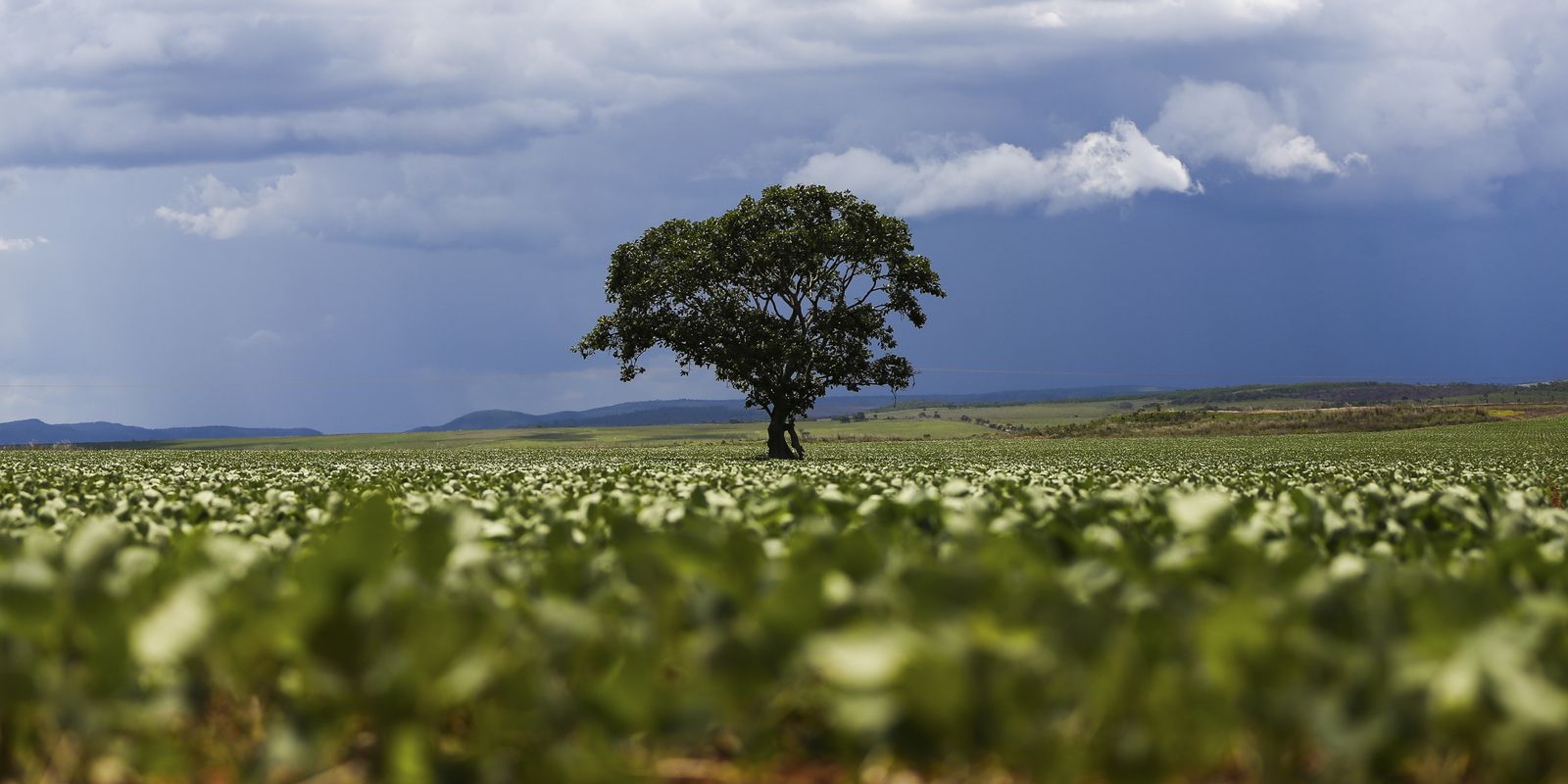 credito-rural-financiou-r$-92,4-bi-em-areas-com-alertas-ambientais