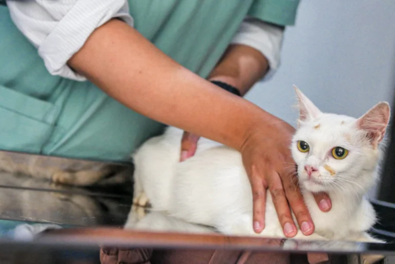 saiba-o-que-fazer-caso-seu-pet-seja-picado-por-um-animal-peconhento