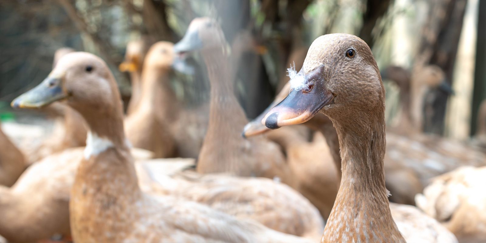 sancionada-lei-que-proibe-producao-e-comercializacao-de-foie-gras