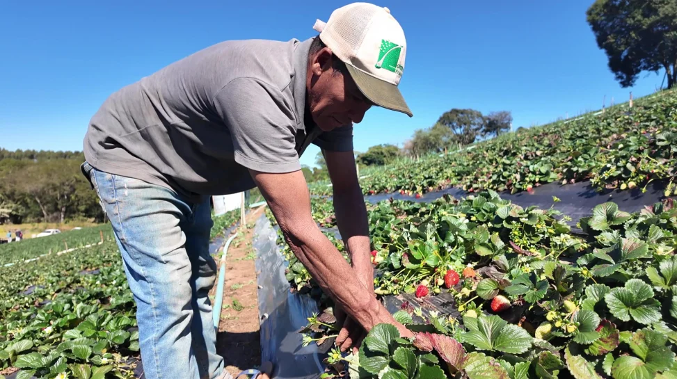 saiba-como-vender-producao-rural-a-orgaos-publicos