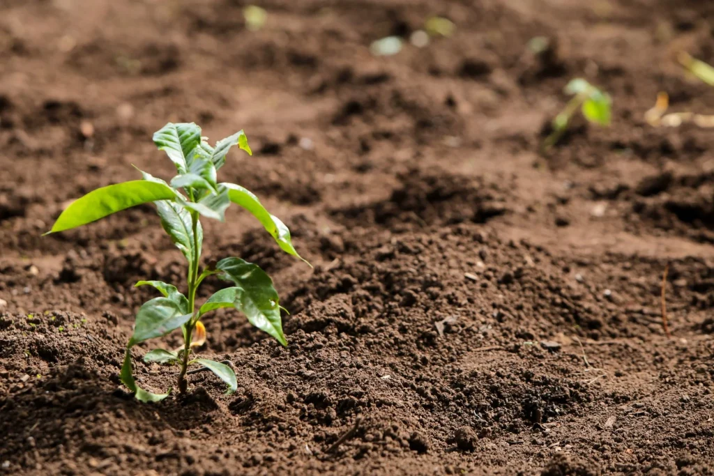 saiba-os-cuidados-no-cultivo-de-hortalicas-e-frutas-no-inverno