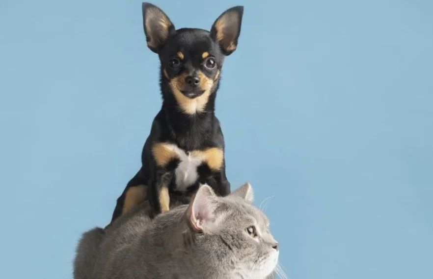 como-cuidar-dos-pets-em-periodos-de-tempo-seco