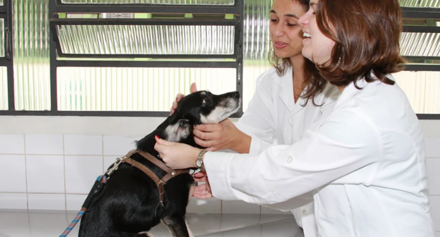 presenciou-uma-violencia-contra-animais?-saiba-como-denunciar