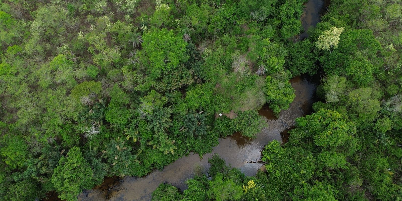 projeto-busca-restaurar-600-mil-hectares-de-vegetacao-nativa-no-brasil