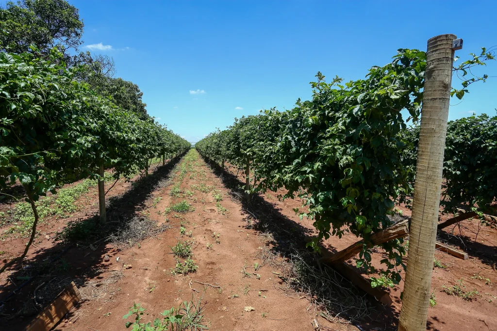 premio-reconhece-pesquisas-de-seguranca-alimentar-em-sp;-saiba-como-se-inscrever