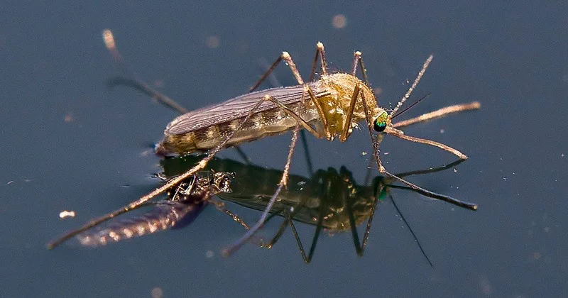 centro-de-vigilancia-epidemiologica-de-sao-paulo-confirma-dois-casos-de-febre-do-nilo-ocidental-no-estado