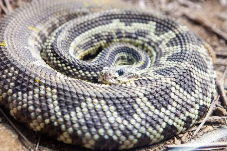 saiba-o-que-fazer-em-caso-de-picada-por-serpente