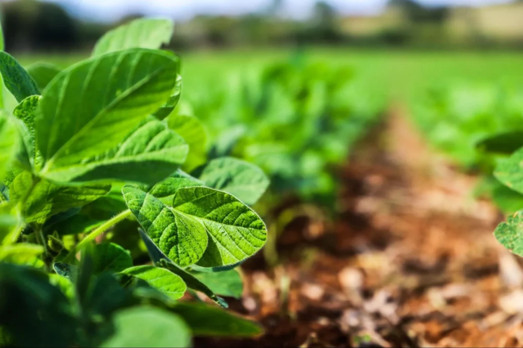 sanidade-vegetal:-sp-inicia-calendario-de-semeadura-da-soja-apos-periodo-de-vazio-sanitario