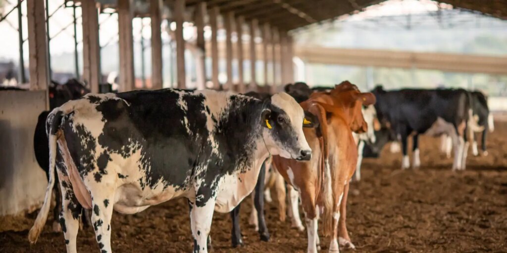 ue-suspende-carnes-do-brasil;-entenda-impacto-e-proximos-passos