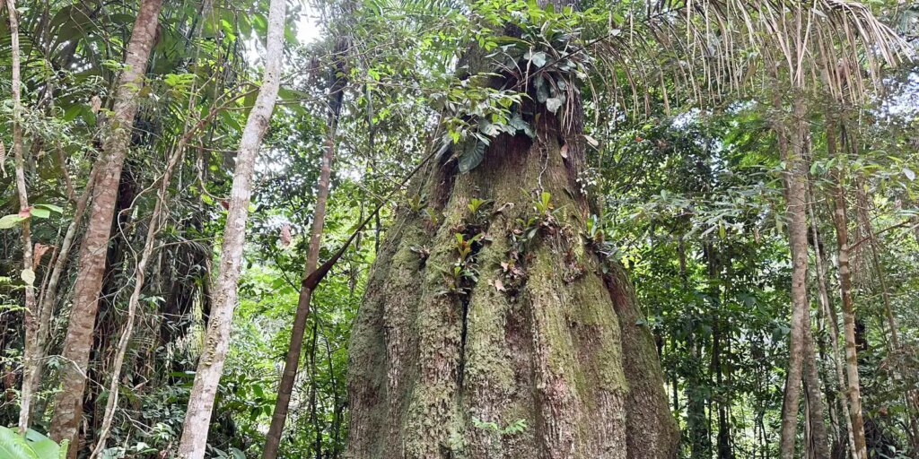 amazonas-ganha-quatro-reservas-de-desenvolvimento-sustentavel