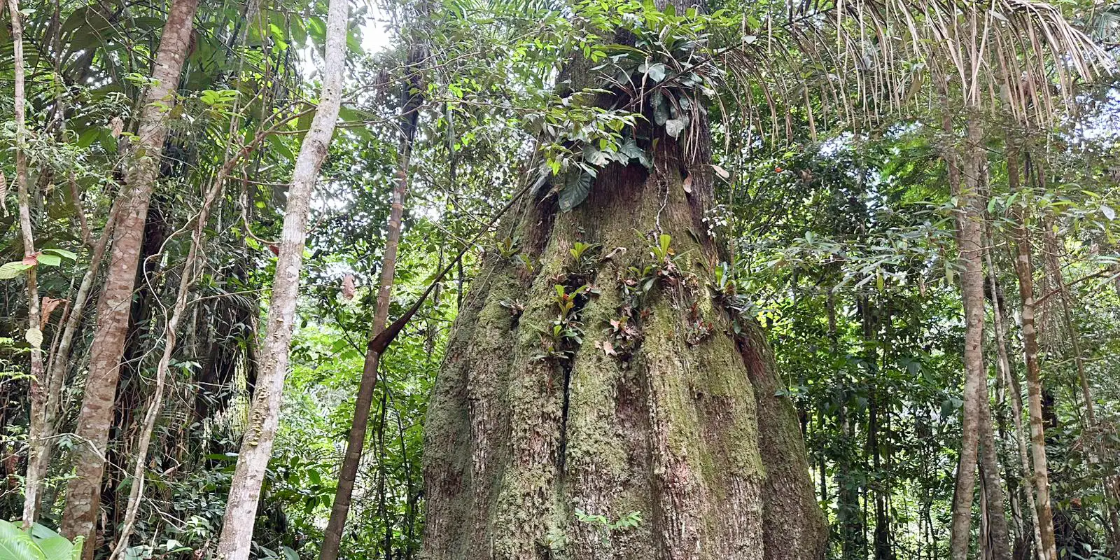 amazonas-ganha-quatro-reservas-de-desenvolvimento-sustentavel