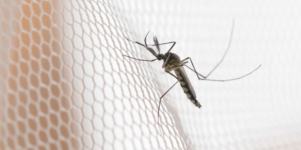 cidades-do-noroeste-de-sp-tem-maior-incidencia-de-casos-de-dengue