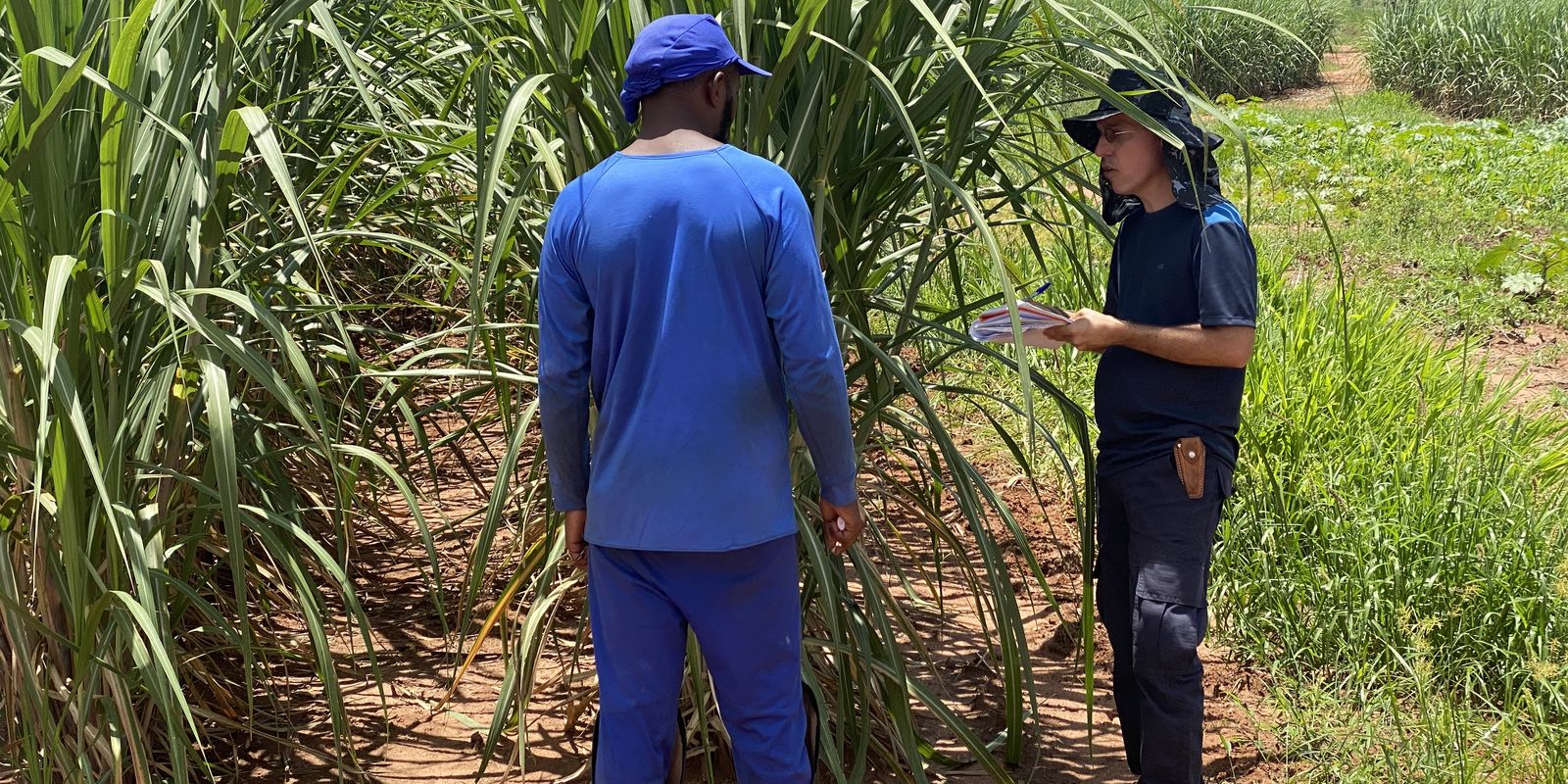fiscais-resgatam-479-vitimas-de-escravidao-moderna-no-mes-de-agosto
