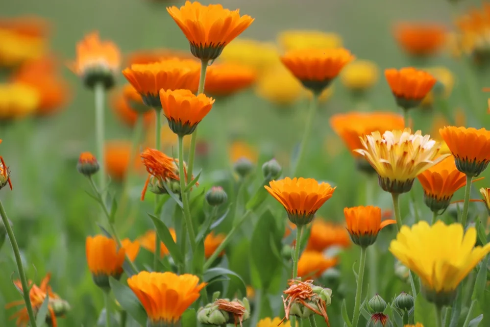bagaco-de-uva-vira-biofertilizante-para-o-cultivo-de-flores-comestiveis