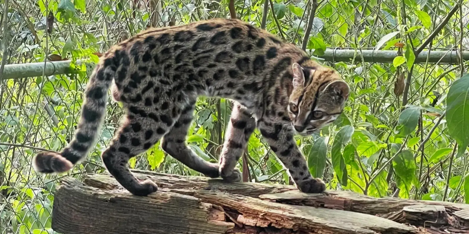 nova-especie-de-felino-e-identificada-em-florestas-da-bolivia