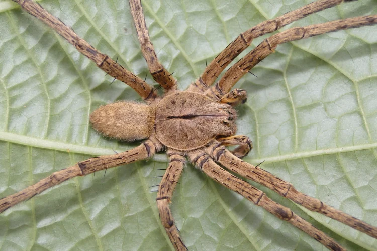 enchentes-aumentam-risco-de-acidentes-com-escorpioes,-aranhas-e-serpentes