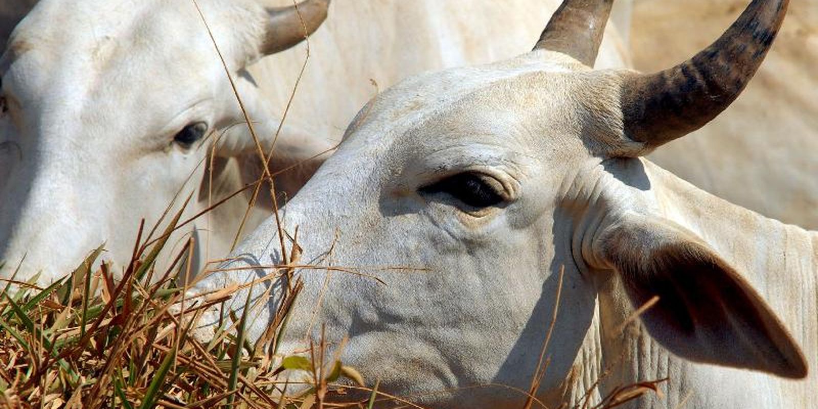 carne-brasileira-vai-pagar-tarifa-de-67%-para-entrar-na-china
