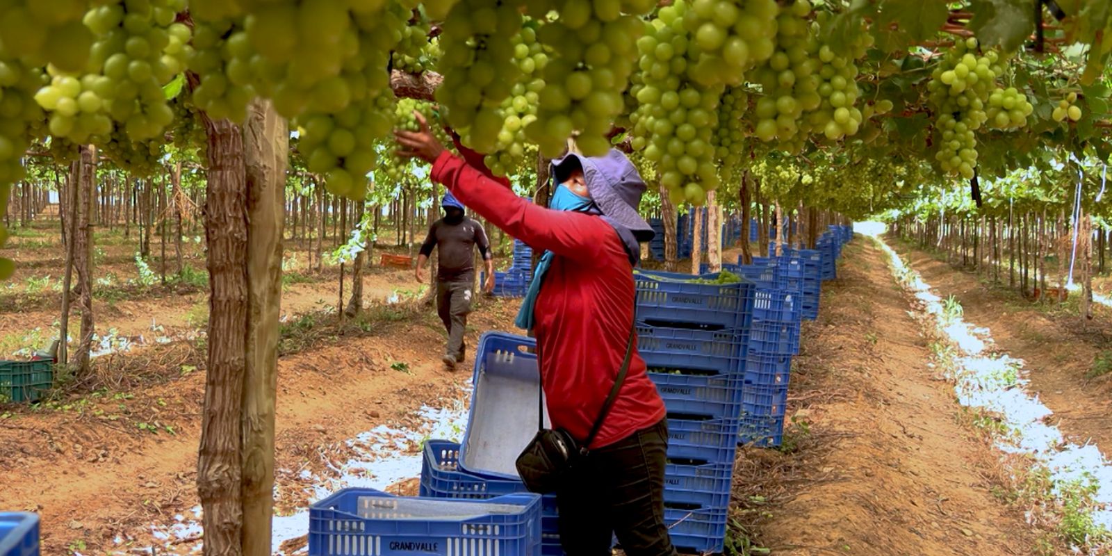 exploracao-de-trabalhadores-rurais-sustenta-fruticultura-bilionaria