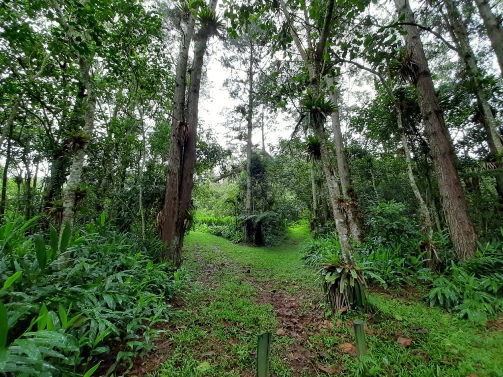 governo-de-sp-abre-inscricoes-para-intercambio-virtual-entre-jovens-de-sao-paulo-e-japao-sobre-biodiversidade