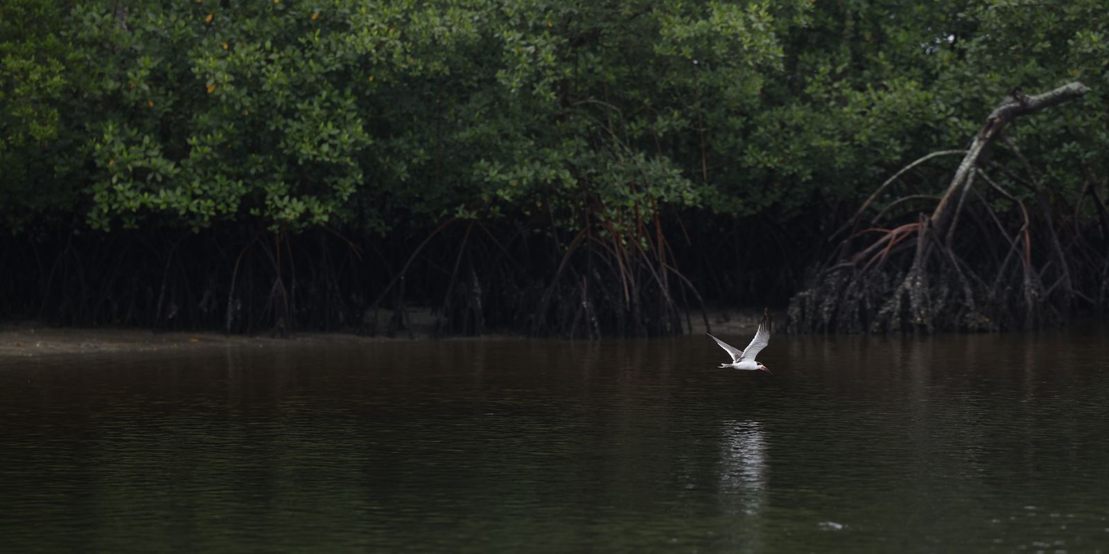 populacoes-de-especies-selvagens-diminuem-2,5%-a-cada-ano-no-mundo